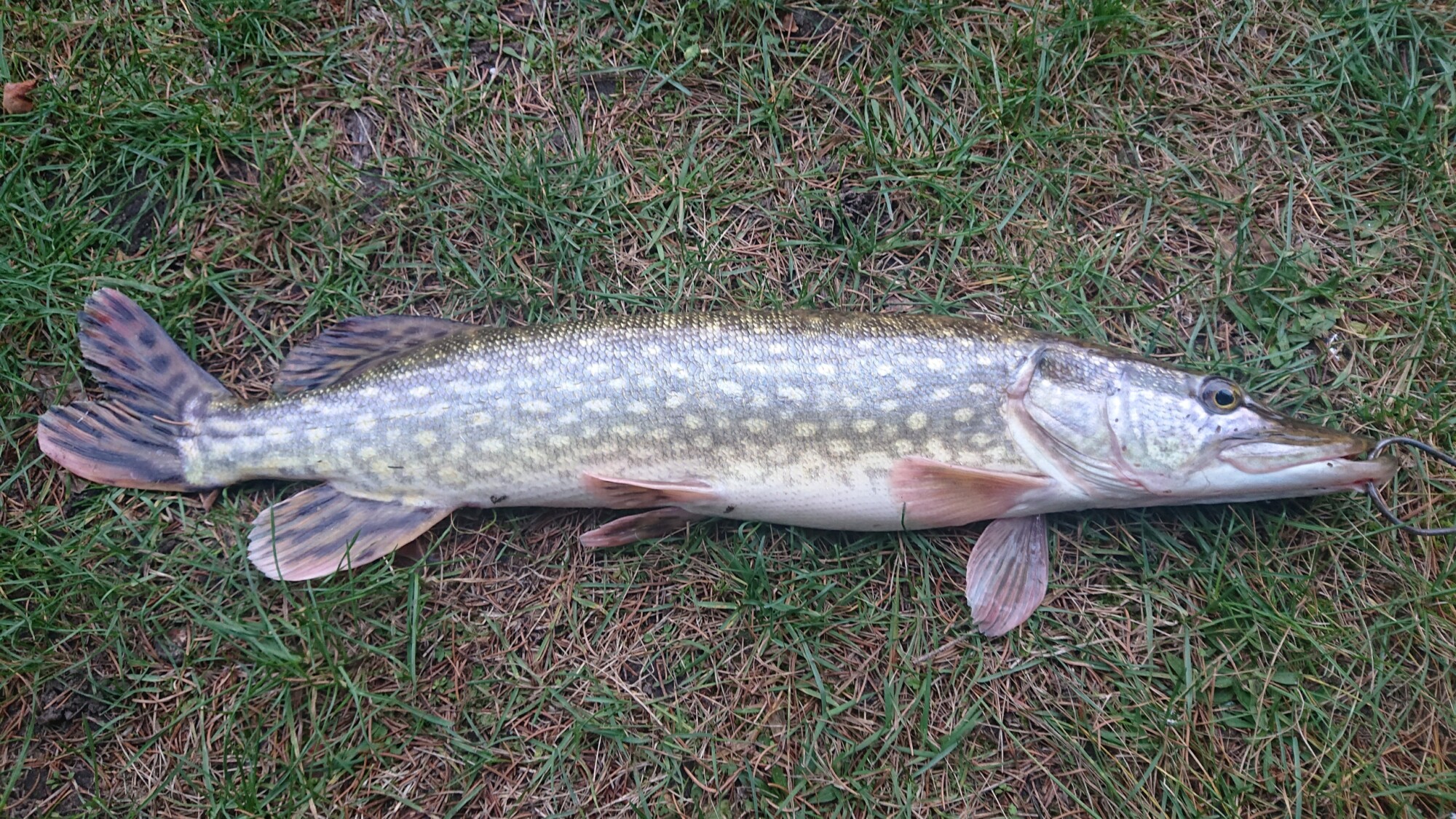 Przynęta popper flopper wobler na szczupaka sum szczupak sandacz 06 10 cm - obrazek 10