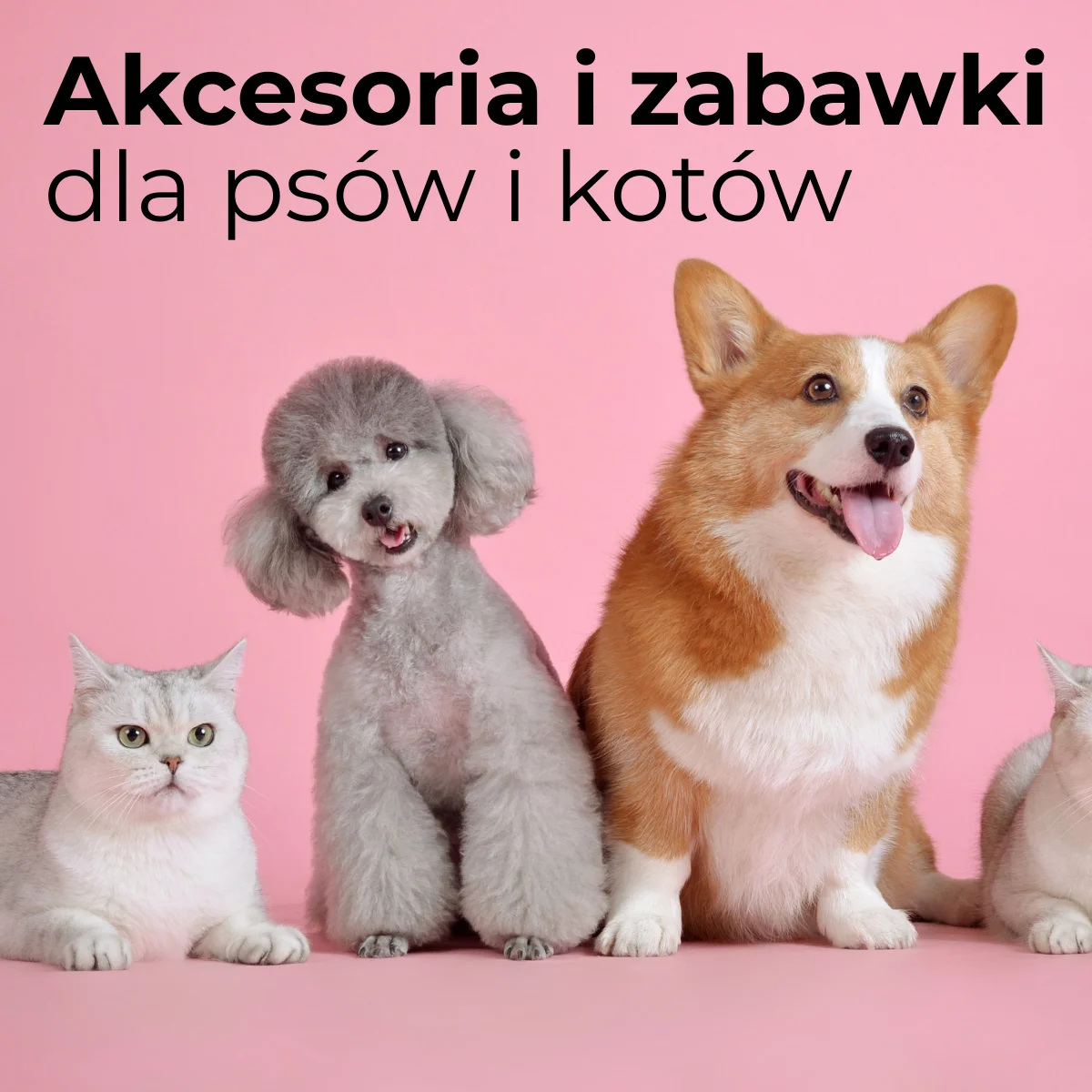 akcesoriazabawkipsykotymobile