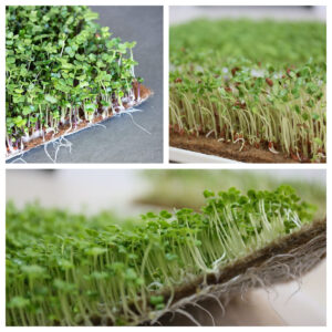 MATA OGRODNICZA KOKOSOWA DO KIEŁKOWANIA TRAWY KIEŁKÓW HYDROPONIKA 50x50cm Microgreens 500g/m2 - miniatura 4