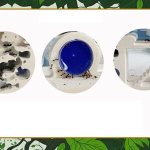 Formikarium TERRARIUM DLA MRÓWEK EDUKACYJNE do HODOWLI 27,5cm XXL STARTOWE - miniatura 10