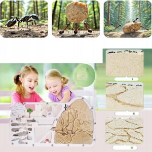 Formikarium TERRARIUM DLA MRÓWEK EDUKACYJNE do HODOWLI 27,5cm XXL STARTOWE - miniatura 4