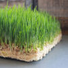 MATA OGRODNICZA KOKOSOWA DO KIEŁKOWANIA TRAWY KIEŁKÓW HYDROPONIKA 50x50cm Microgreens 500g/m2 - miniatura 3