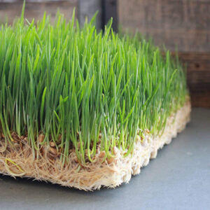 MATA OGRODNICZA KOKOSOWA DO KIEŁKOWANIA TRAWY KIEŁKÓW HYDROPONIKA 50x50cm Microgreens 500g/m2 - miniatura 3